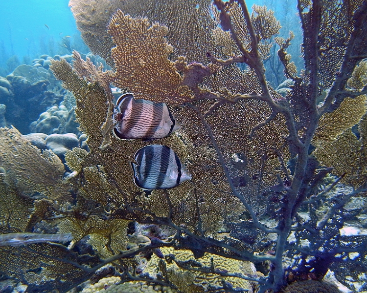 UWBN15-Butterfly Fish 2015
